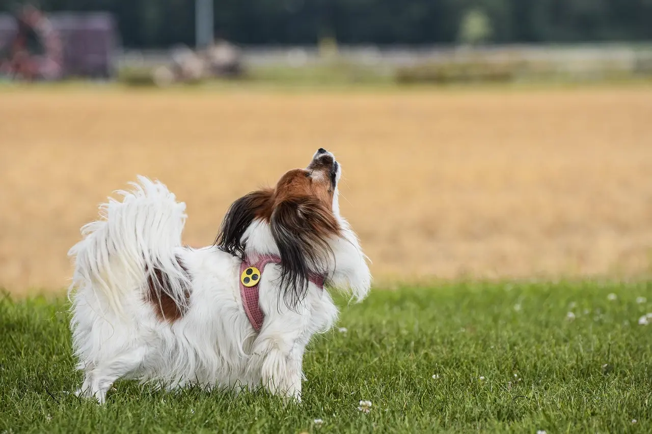 Hvem var Johann den Blinde, og hvorfor huskes han?